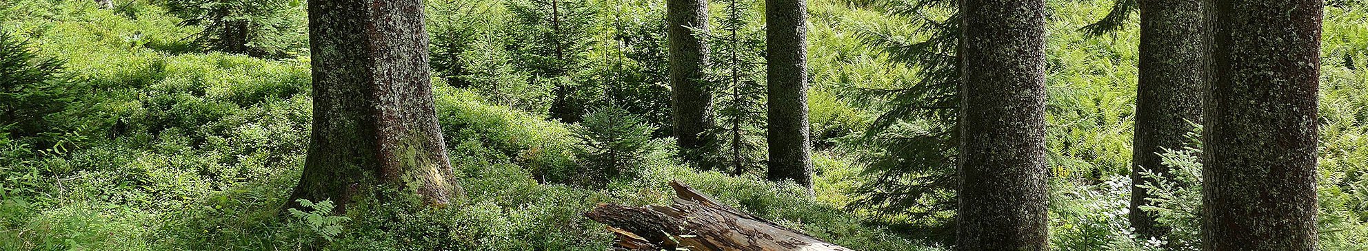Lebensraum Wald