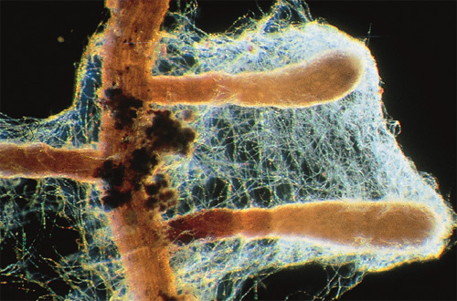 © Simon Egli mushroom coat around fine roots